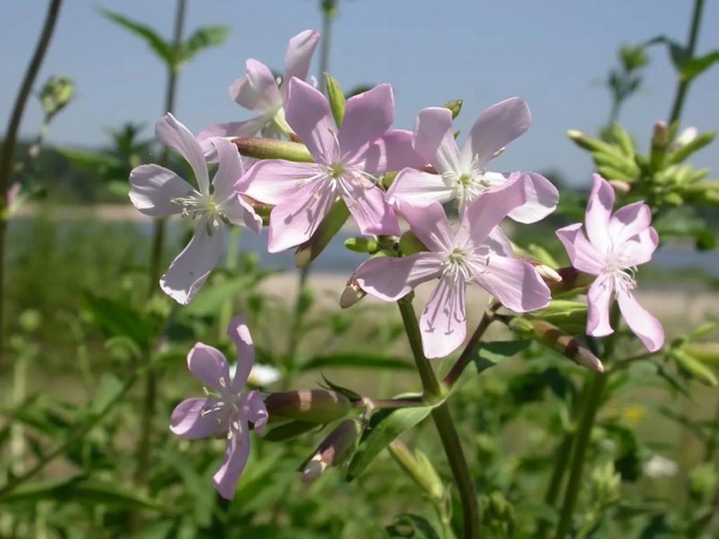 Zeepkruid zaden, Saponaria officinalis, Verzenden, Volle zon