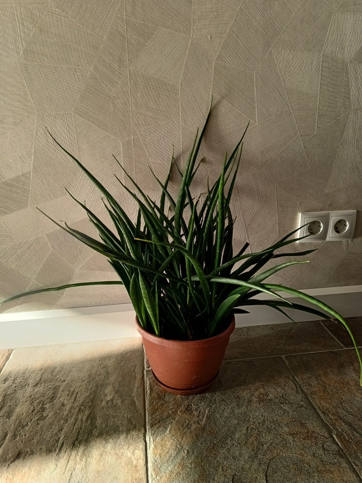 studentenplant sanseveria met dunnebladen zeer sterke plant, Ophalen of Verzenden