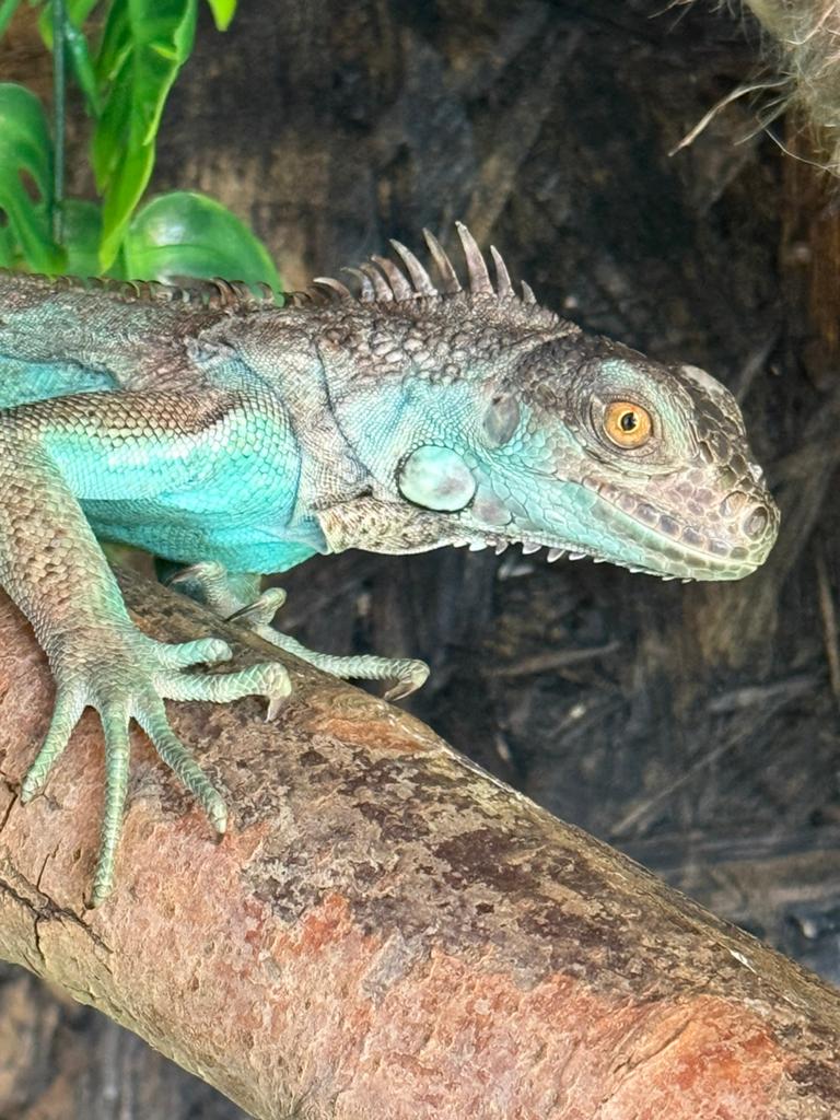 Jonge blauwe leguaan, Dieren en Toebehoren, Reptielen en Amfibieën, Hagedis, 0 tot 2 jaar