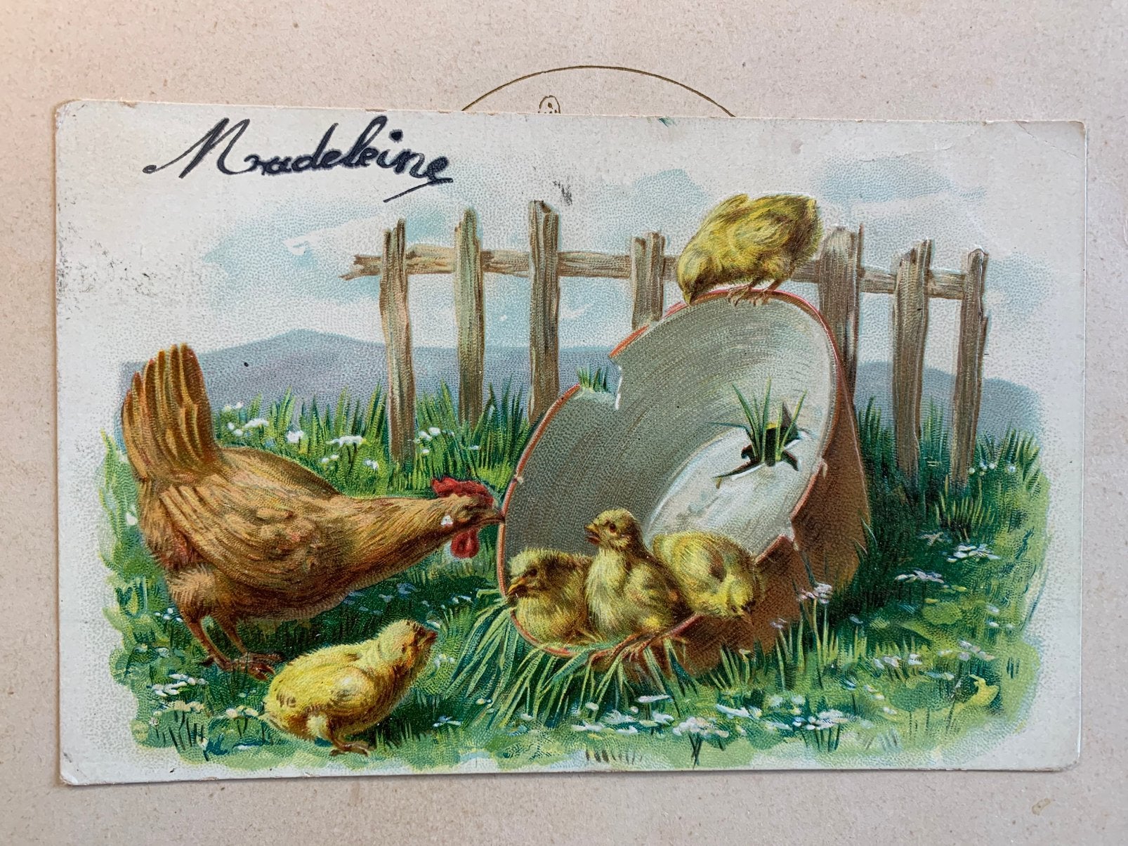 1905 Kip met kuikens (FR), Ophalen of Verzenden, Voor 1920, Gelopen, Vogel