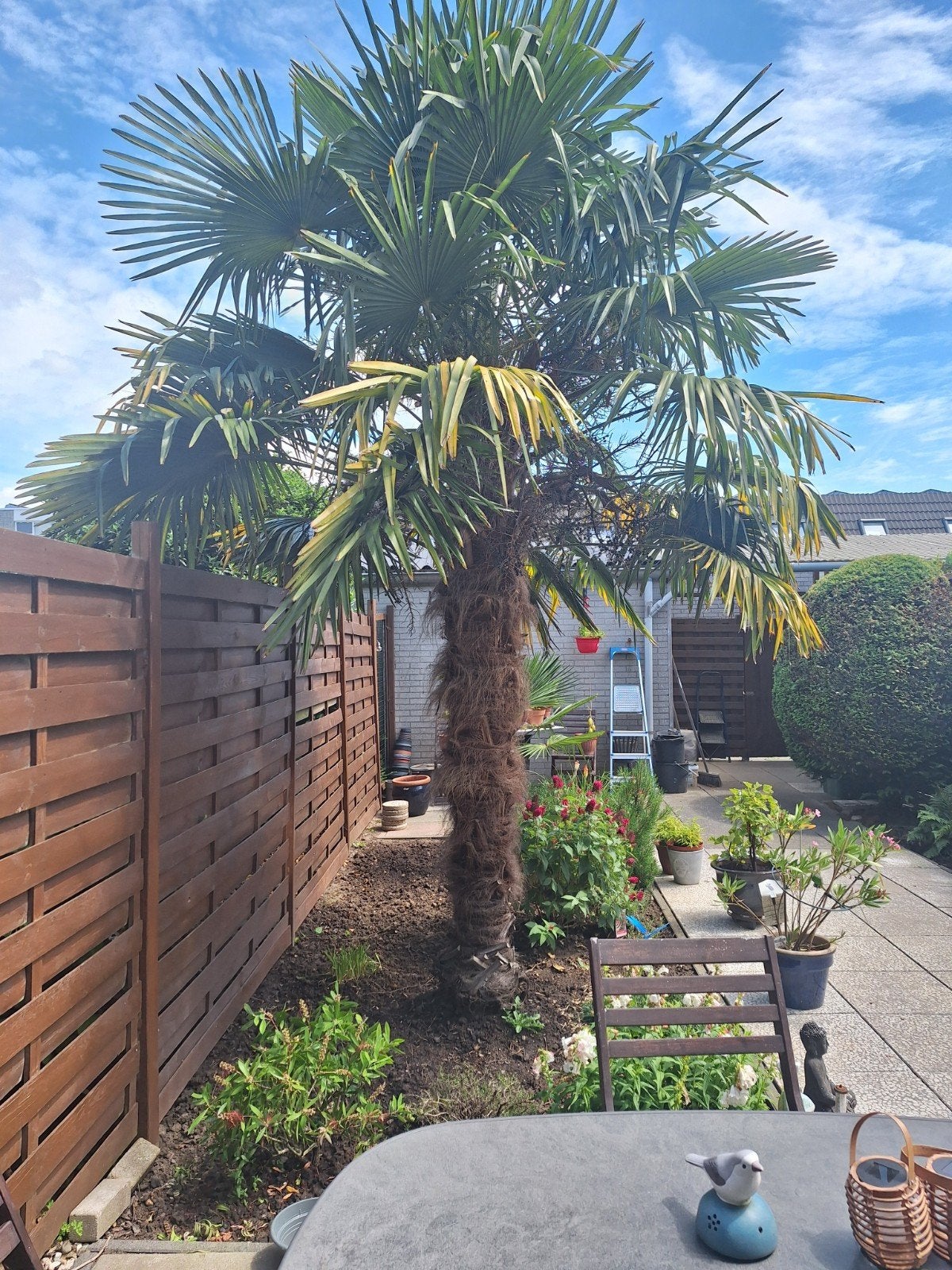 Grote Trachycarpus Fortunei Palmboom - Winterhard, Ophalen, Bloeit niet, Overige soorten, Volle zon