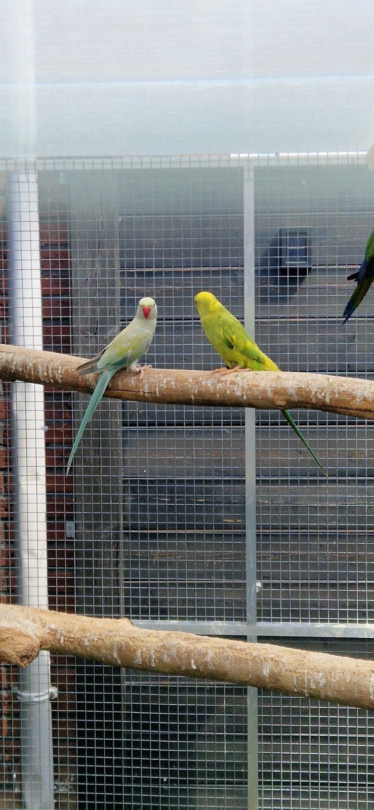 2 koppels halsbandparkieten en Jendaya pop alles in 1 koop!!, Meerdere dieren, Parkiet