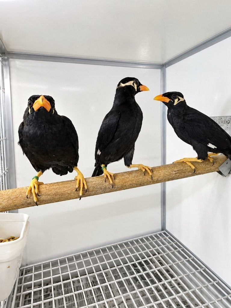 middel beo (gracula religiosa intermedia) 2026, Dieren en Toebehoren, Vogels | Overige Vogels, Meerdere dieren, Wildzangvogel