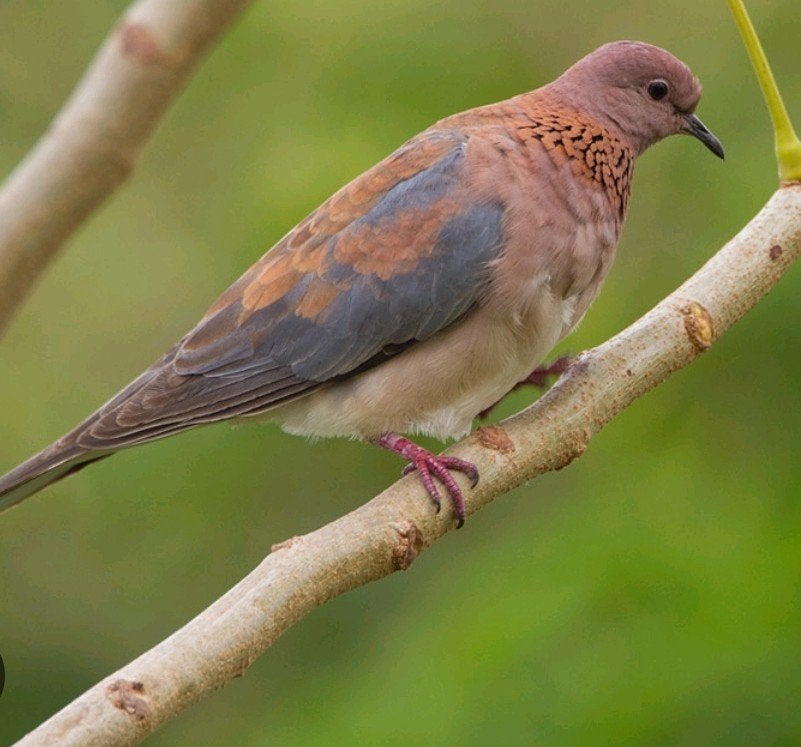 Senegal tortels, Geslacht onbekend, Tropenvogel