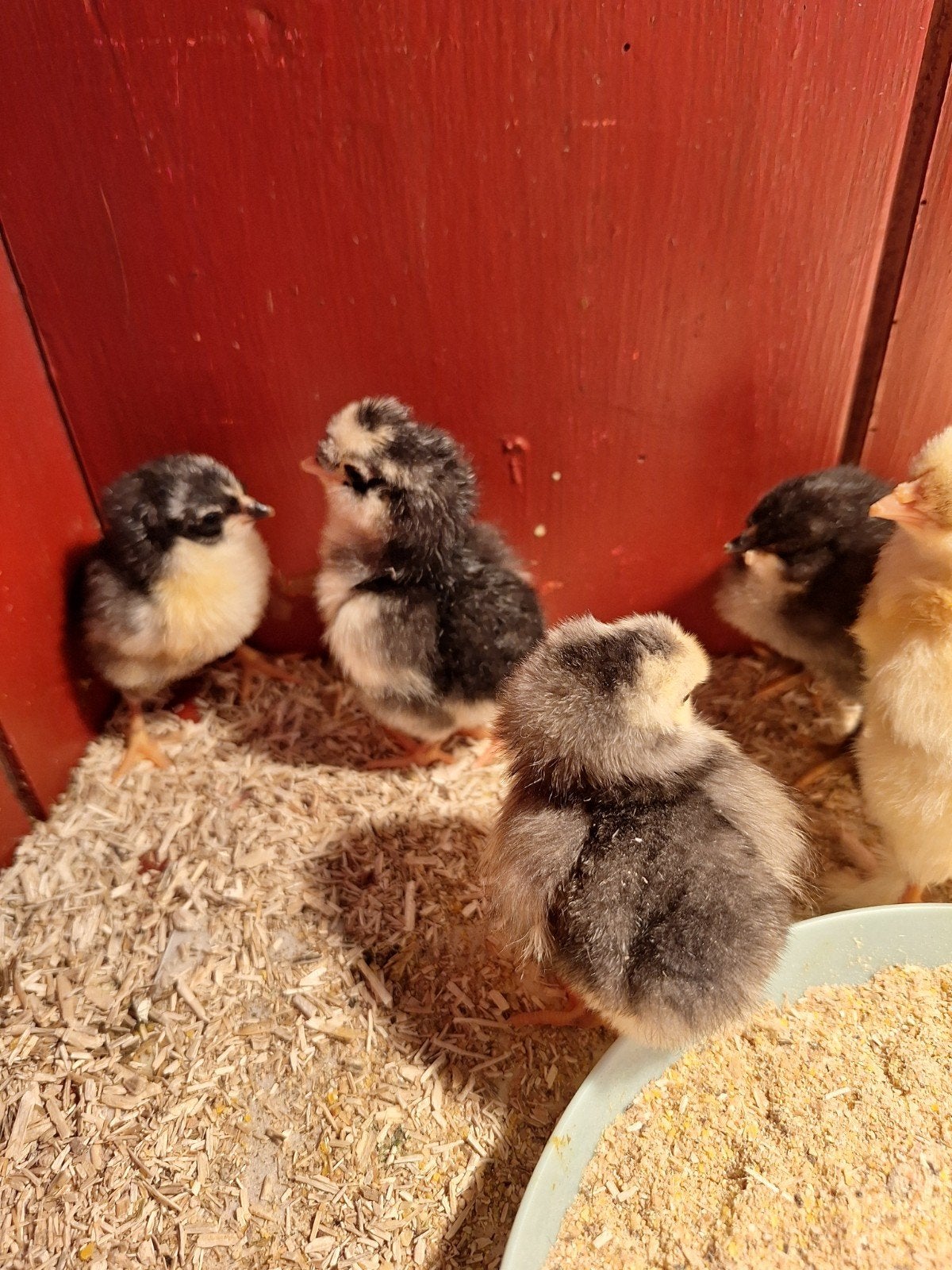 4 kleurleggers eendagskuikens, Dieren en Toebehoren, Geslacht onbekend, Kip
