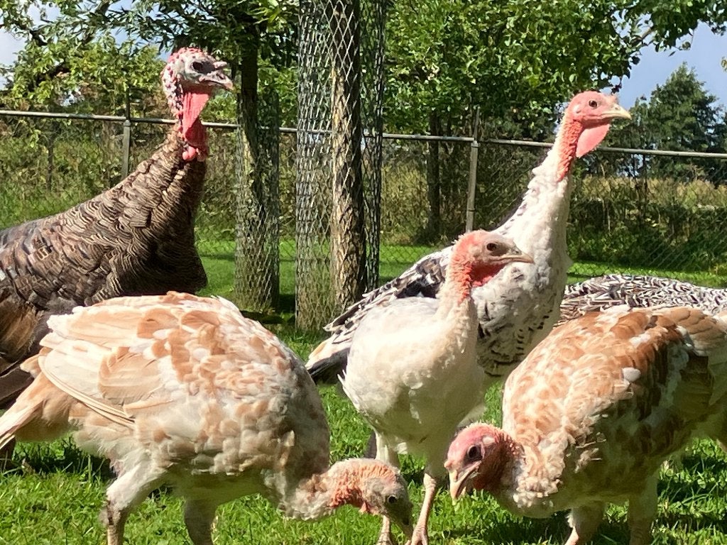 te koop jonge kalkoenen, Dieren en Toebehoren, Pluimvee, Meerdere dieren, Kalkoen
