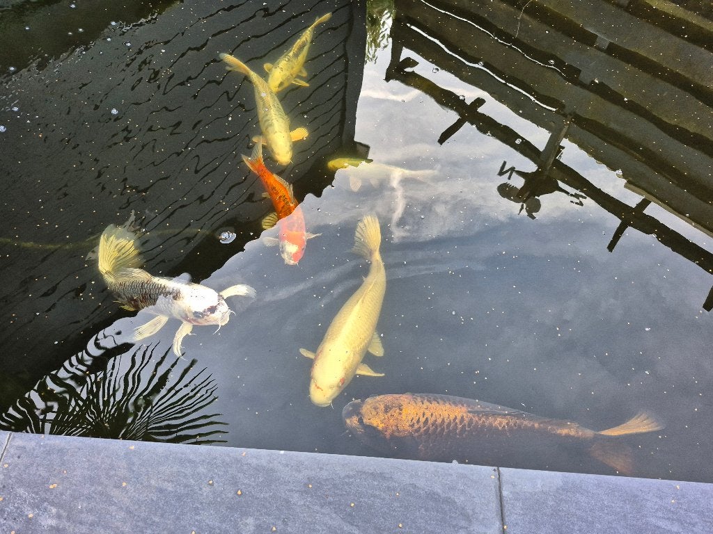 Koi karpers te koop, Dieren en Toebehoren, Karper of Koi