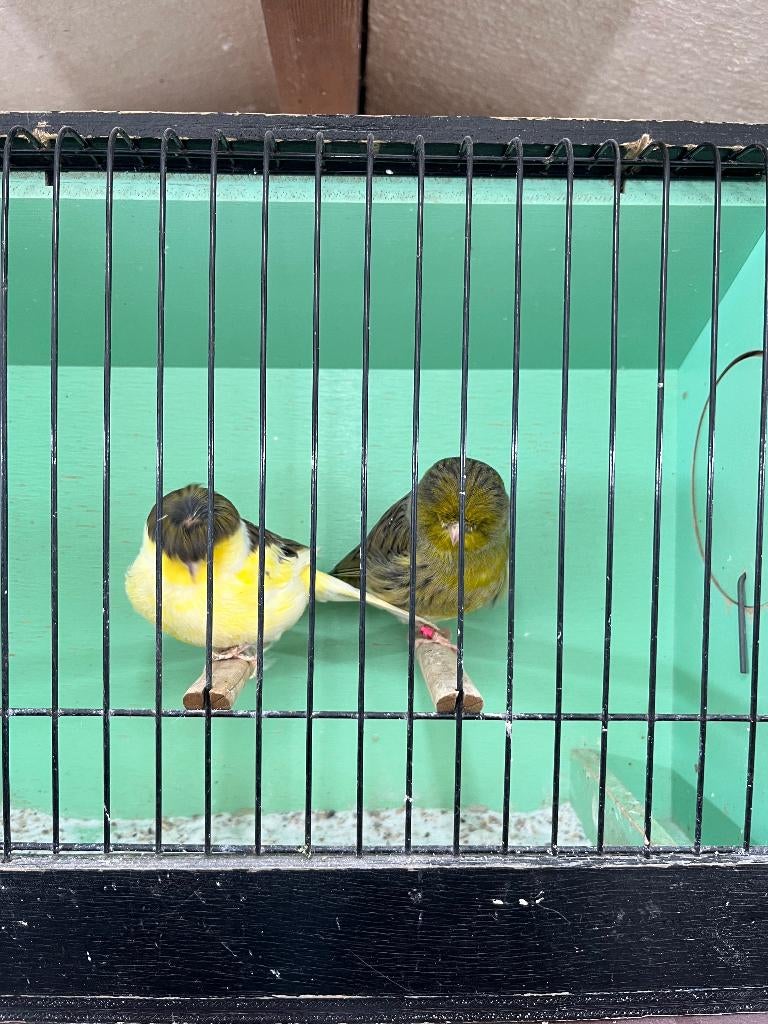 Glosters, Dieren en Toebehoren, Vogels | Kanaries, Meerdere dieren, Postuurkanarie