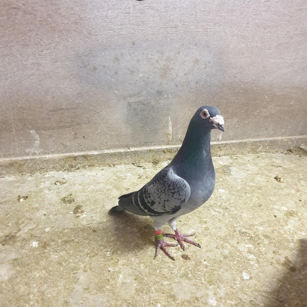 POSTDUIVEN PRACHTIGE KWEEK DOFFER ZIE AFSTAMMING TOP !, Dieren en Toebehoren, Vogels | Duiven, Mannelijk, Postduif