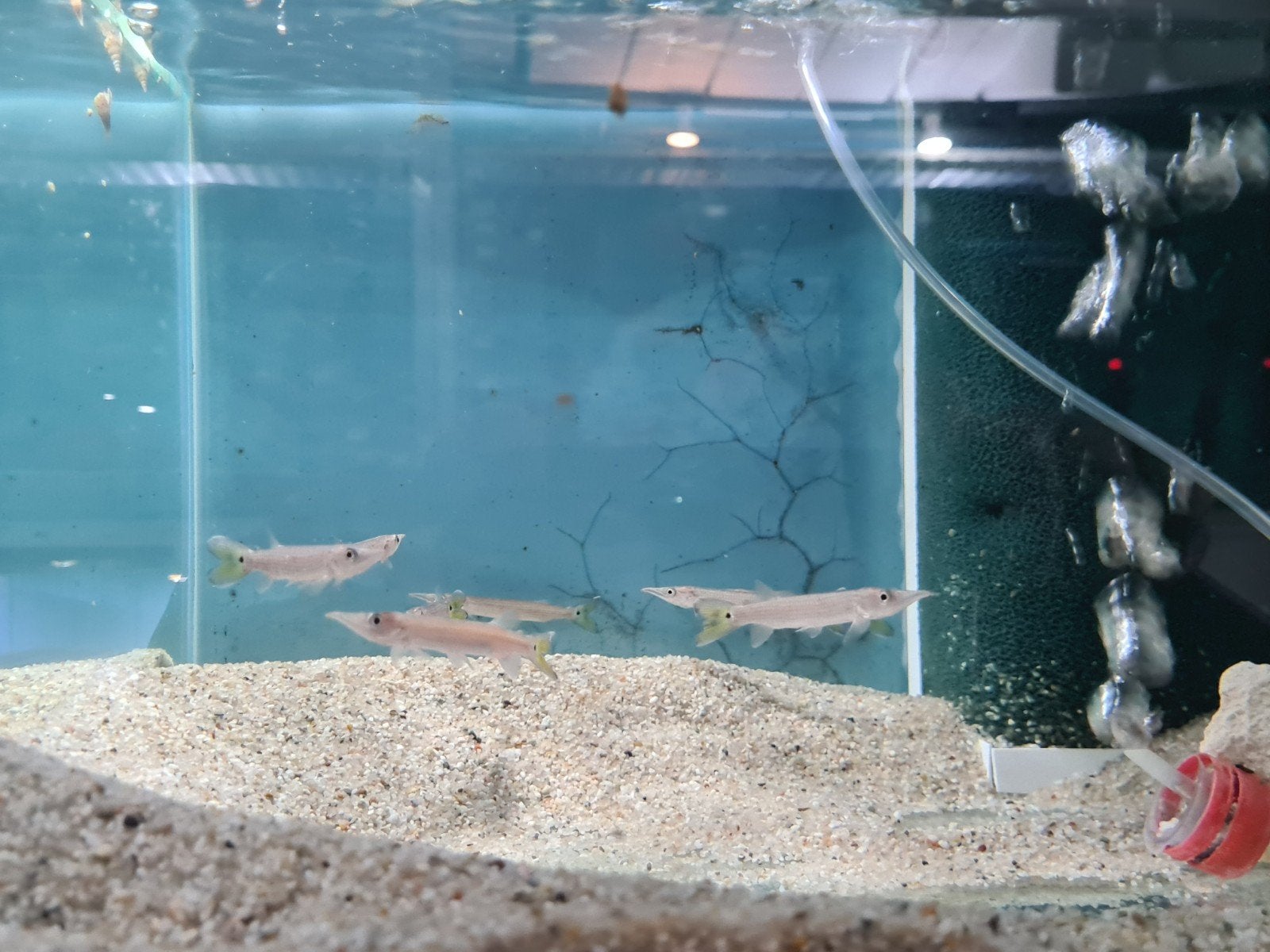 Hujeta Snoek, Ctenolucius Hujeta, Dieren en Toebehoren, Vis, Zoetwatervis