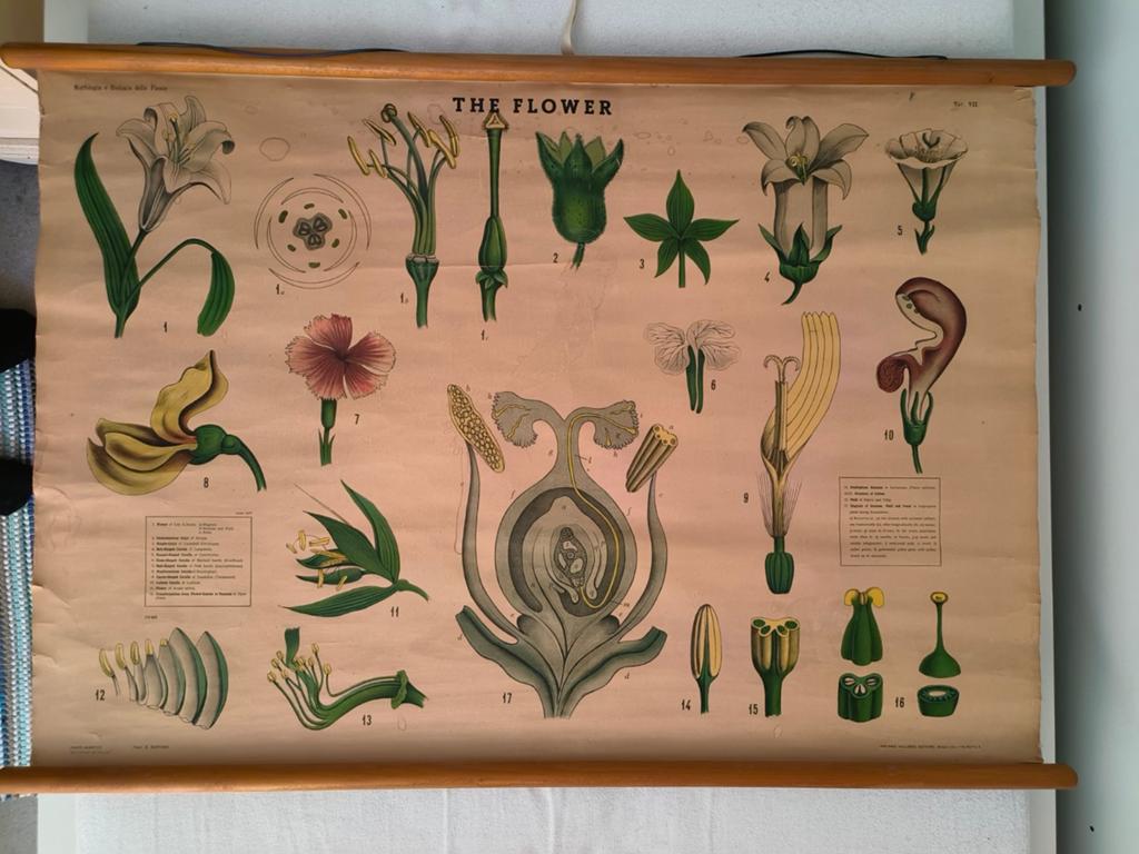 Vintage schoolplaat – “The Flower” (botanie / plantenleer, Antiek en Kunst, Ophalen