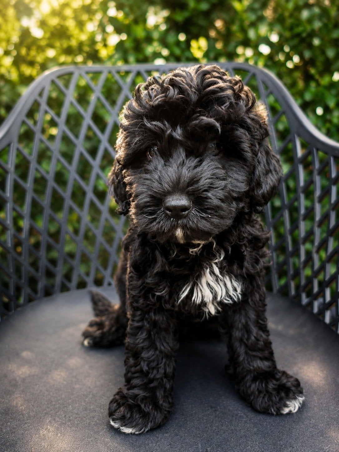 Poedelxboomer pups, Dieren en Toebehoren, Meerdere, Nederland, Particulier, Reu
