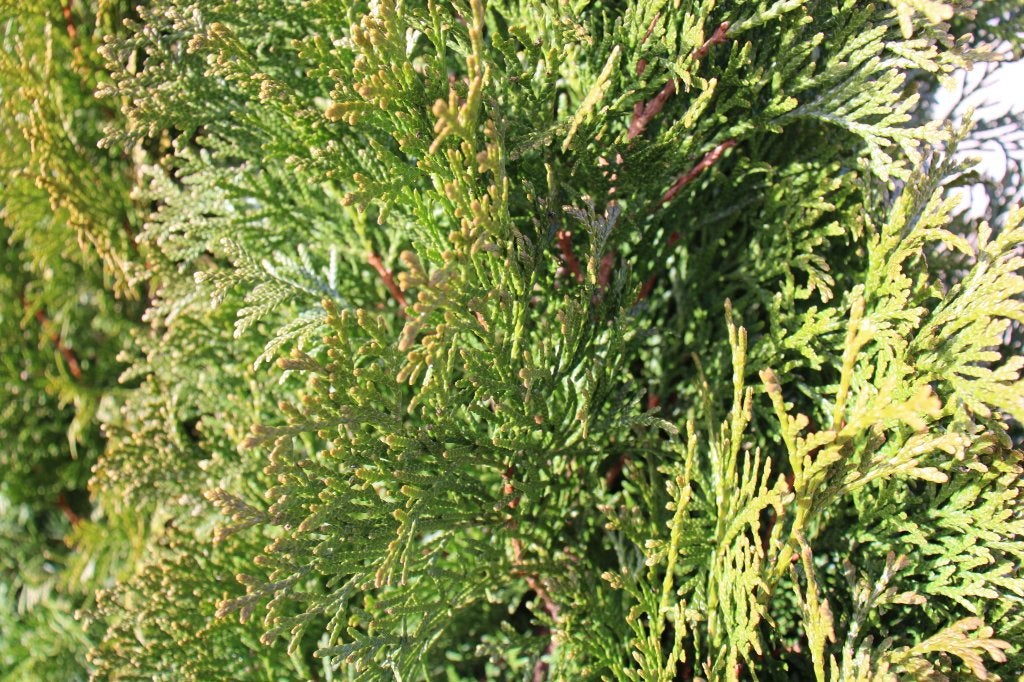 Westerse levensboom ‘Brabant’ / Thuja occidentalis ‘Brabant’, Ophalen of Verzenden, Conifeer, Haag, 100 tot 250 cm
