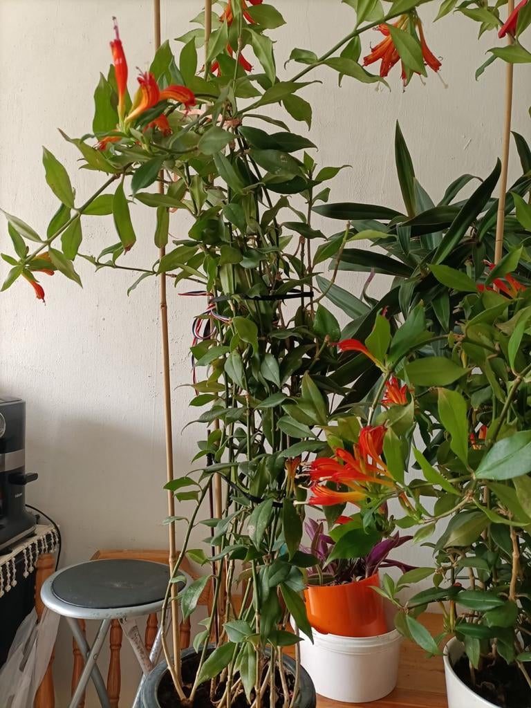 Plant, Ophalen