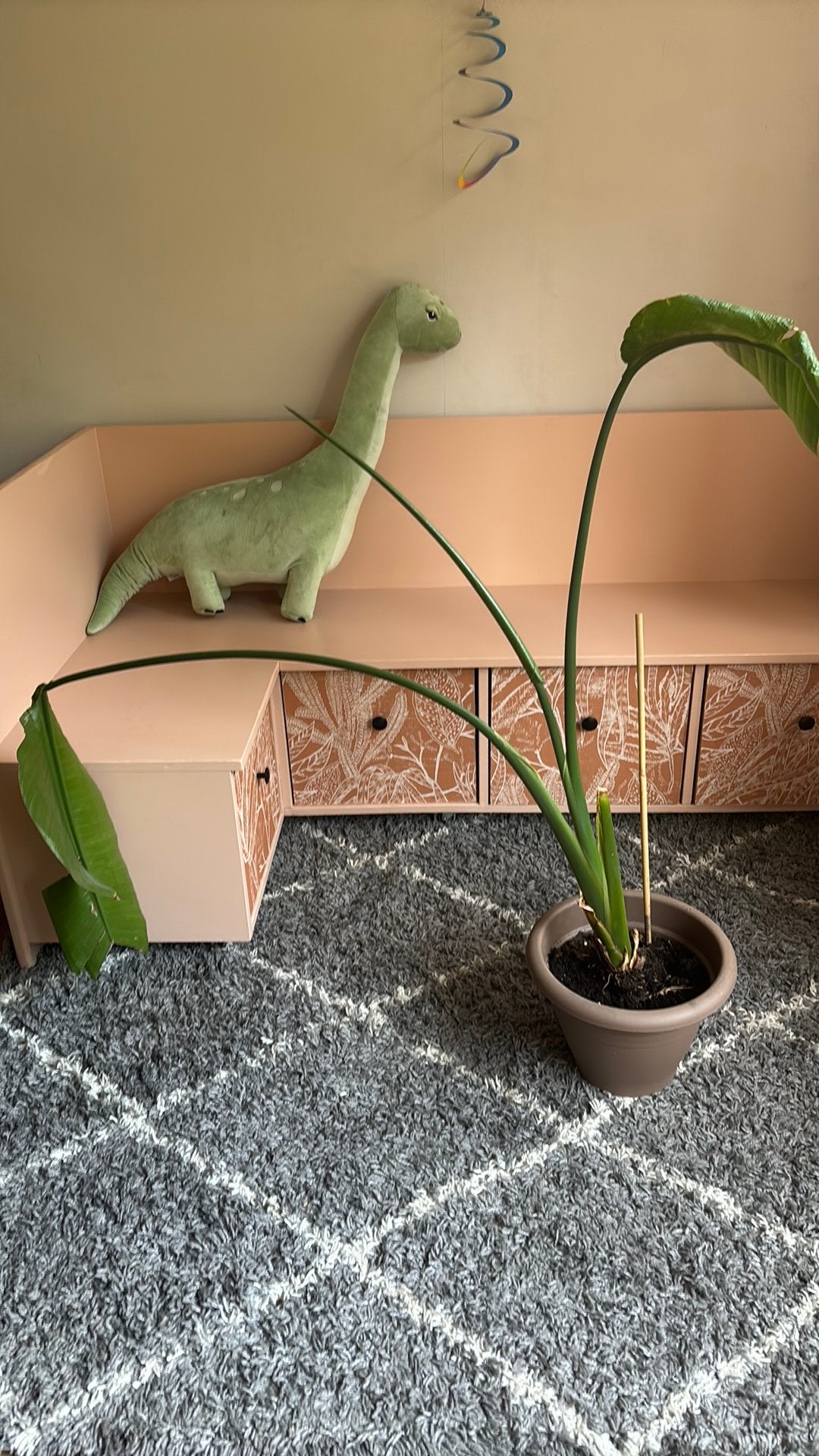 Paradijsvogel plant, Ophalen, Halfschaduw, Minder dan 100 cm