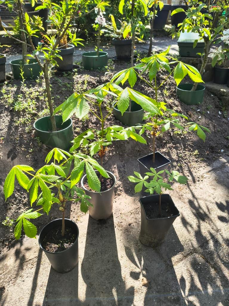 4 jonge kastanjes uit oostenrijk, Ophalen, Minder dan 100 cm, In pot, Overige soorten