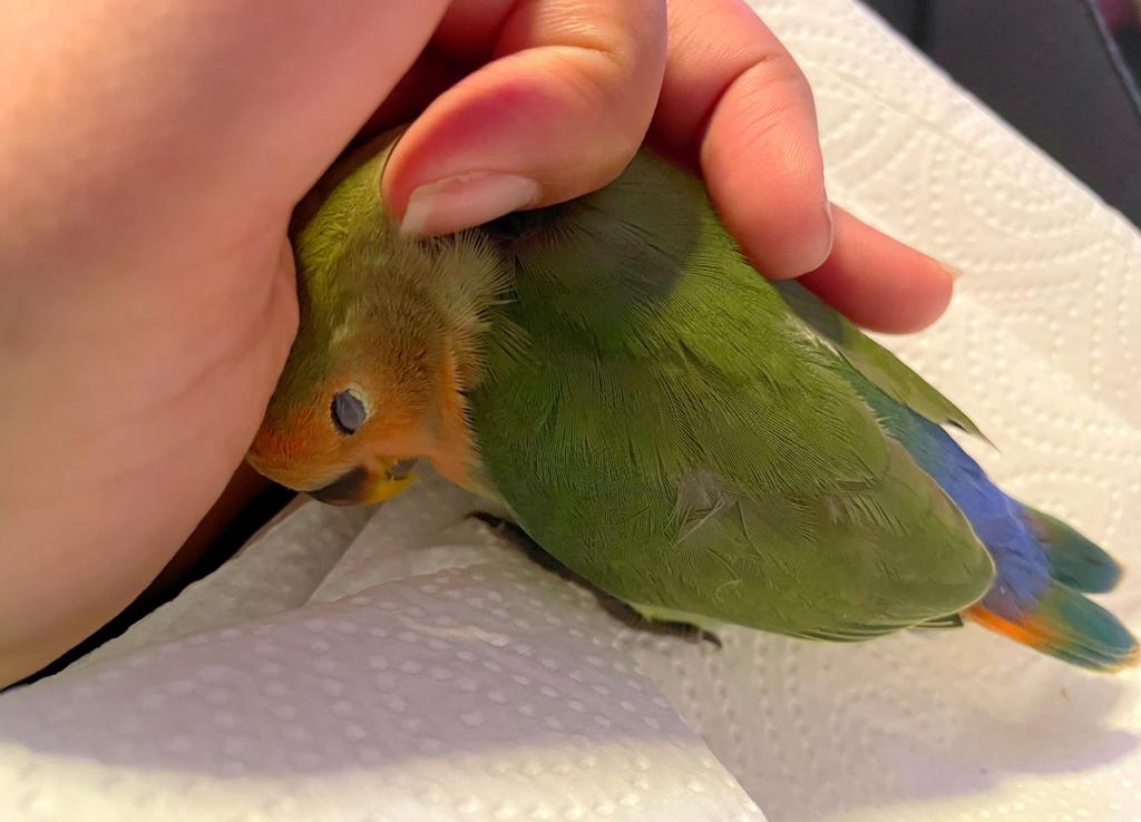Tamme dwergpapegaai roseicolli lovebird, Geslacht onbekend, Dwergpapegaai of Agapornis, Tam