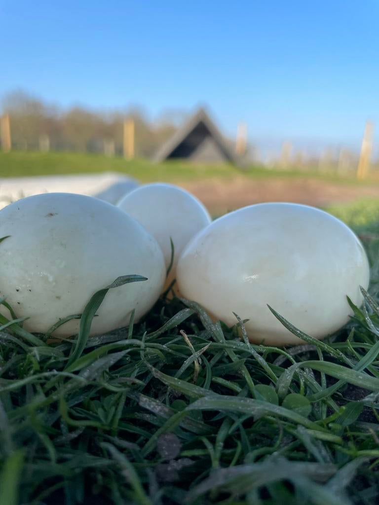 Broedeieren kwakers, Geslacht onbekend, Kip