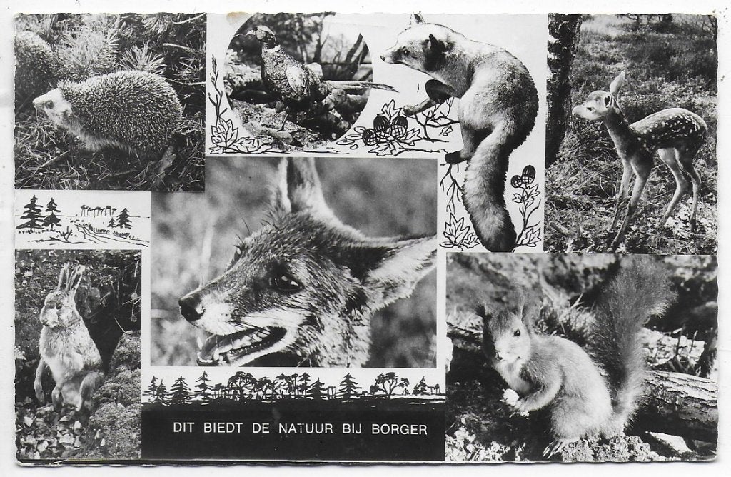 Borger Natuur Oude Gelopen Ansichtkaart ( A2424 ), Ophalen of Verzenden, 1960 tot 1980, Gelopen