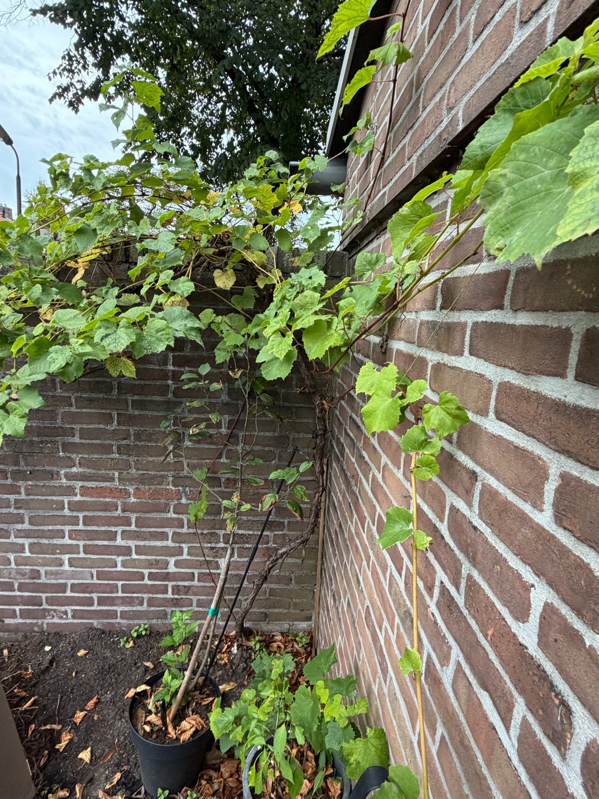 Ophalenamesfoort!!Grote druivenplant - voor pergola of muur, Lente, Overige soorten, Volle zon, Ophalen of Verzenden