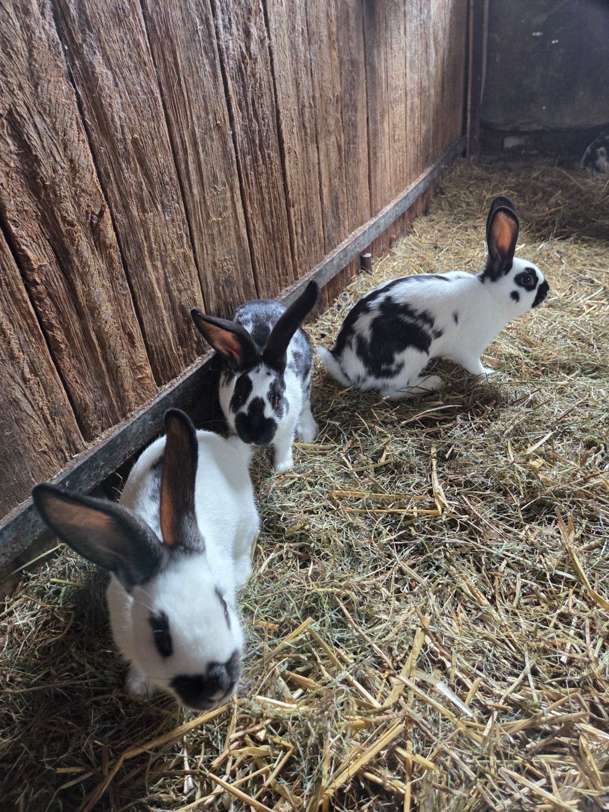 Lieve konijnen, Dieren en Toebehoren, Vrouwelijk