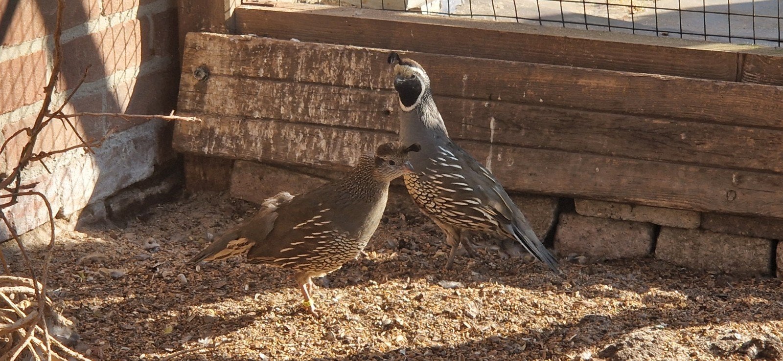 Koppel Californische kuif kwartels, Dieren en Toebehoren, Meerdere dieren