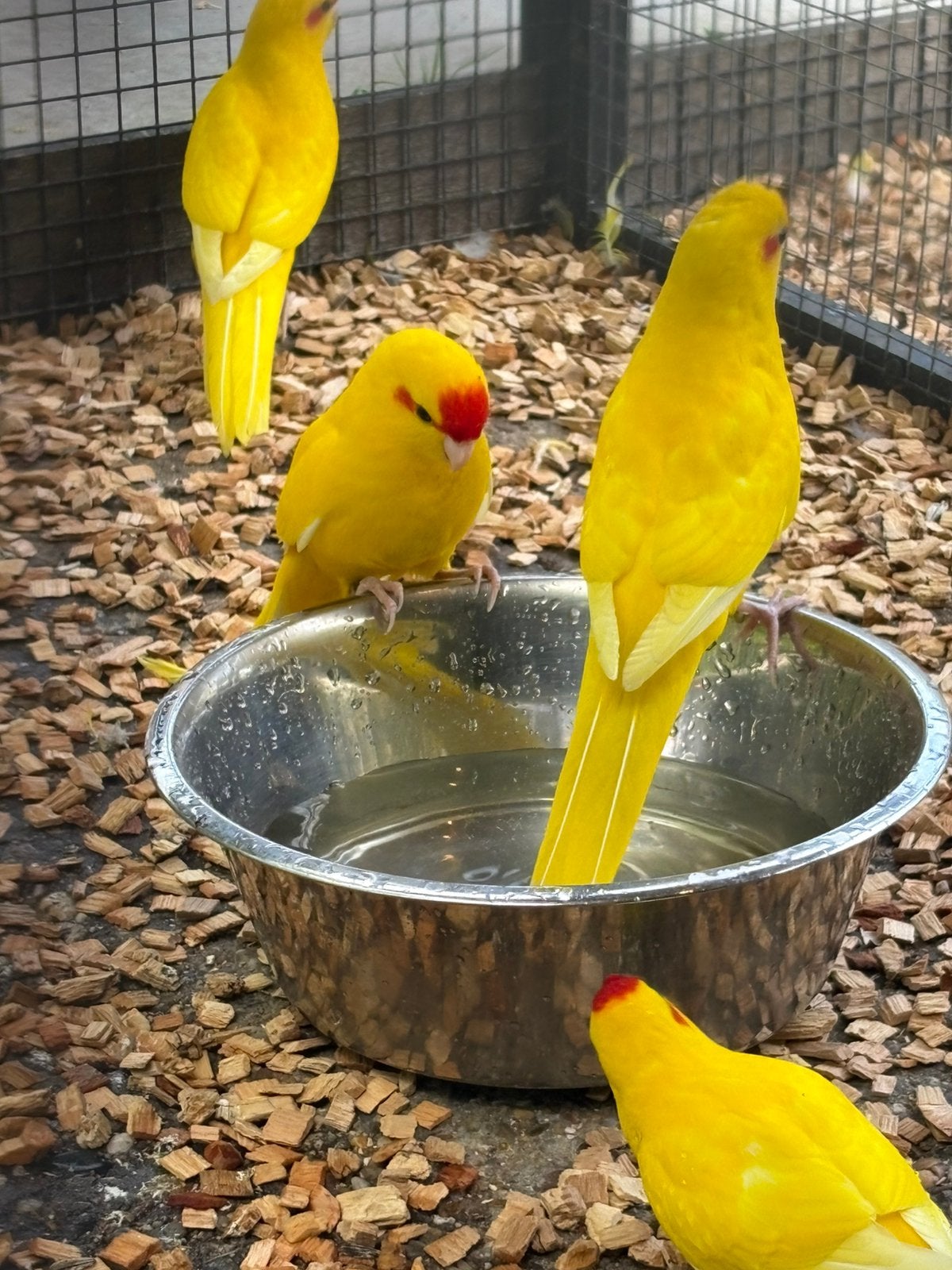 Kakariki geringd ontwormd pr in ovleg, Meerdere dieren, Parkiet, Geringd