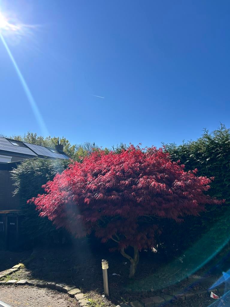 Japanse esdoorn 195 hoog (mag in het najaar eruit), Tuin en Terras, Halfschaduw, Lente, 100 tot 250 cm, Overige soorten
