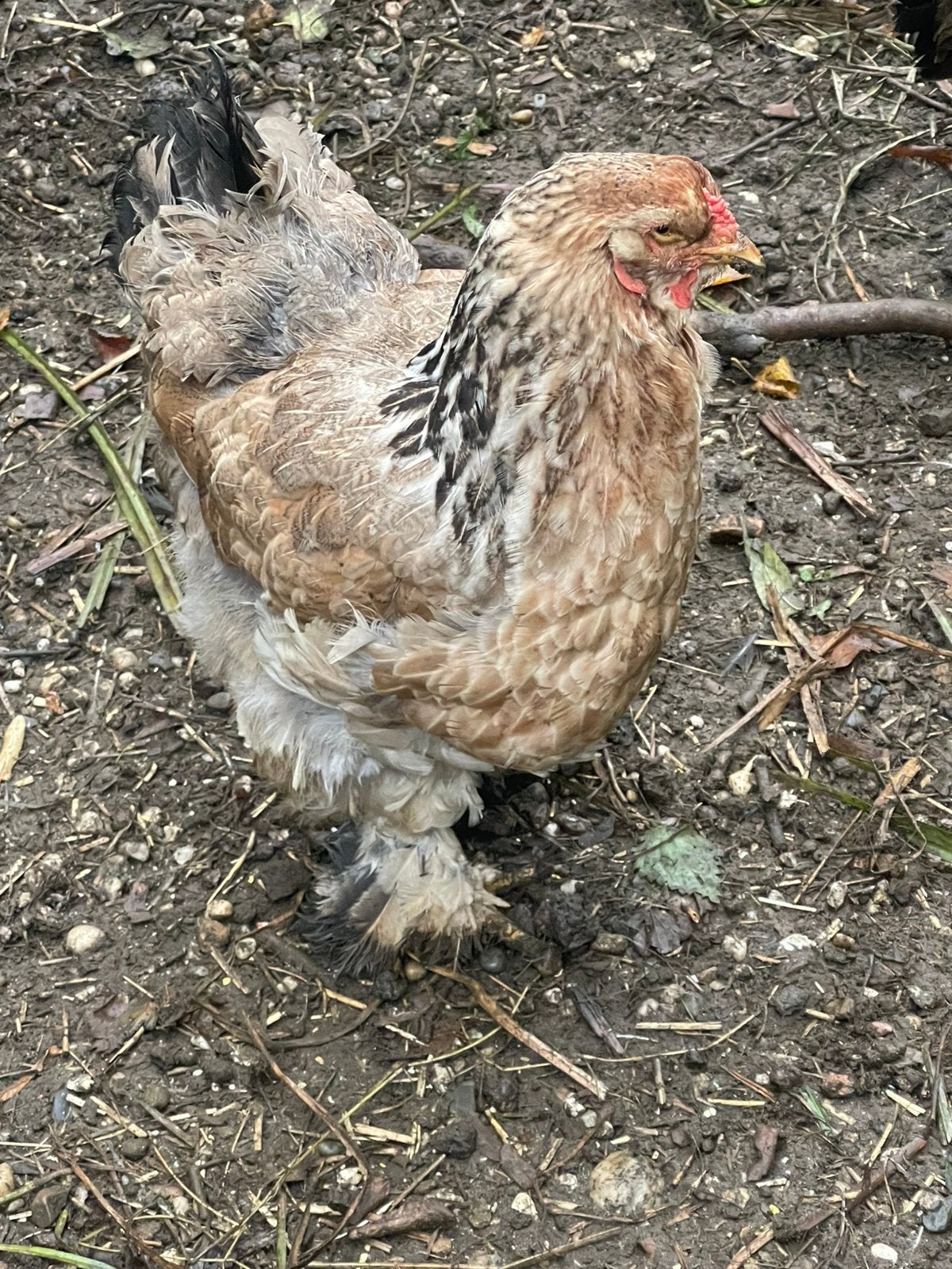 3 hennen Brahma en Marans te koop, Dieren en Toebehoren, Vrouwelijk, Kip