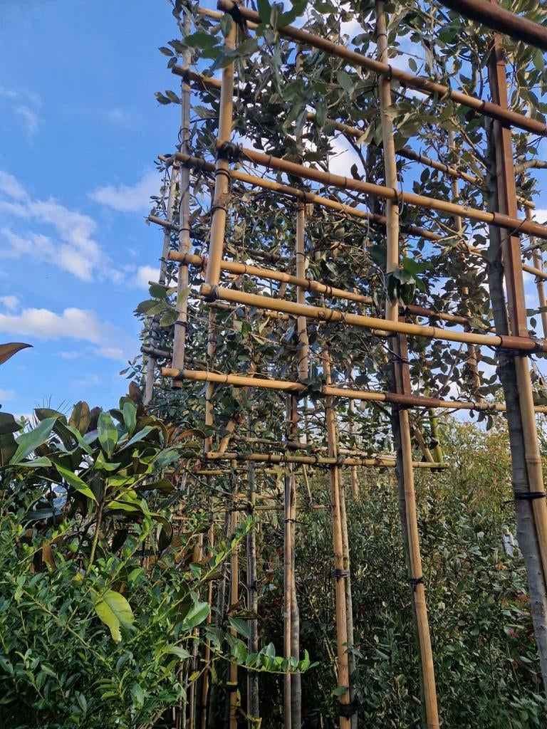 Leiboom groenblijvend steeneik photinia laurier, Tuin en Terras, Planten | Bomen, Bloeit niet, Leiboom, 250 tot 400 cm, Ophalen