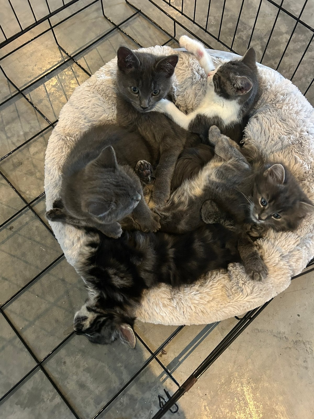 Kittens zoeken een nieuwe thuis, Meerdere dieren