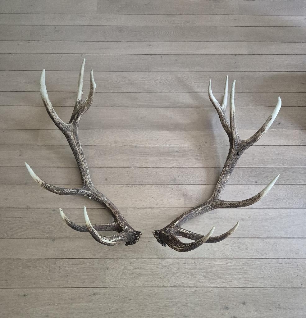 Prachtig groot edelhert gewei uit het kroondomein, Veluwe, Verzamelen, Dierenverzamelingen, Ophalen, Zo goed als nieuw, Hert, Gewei of Kop