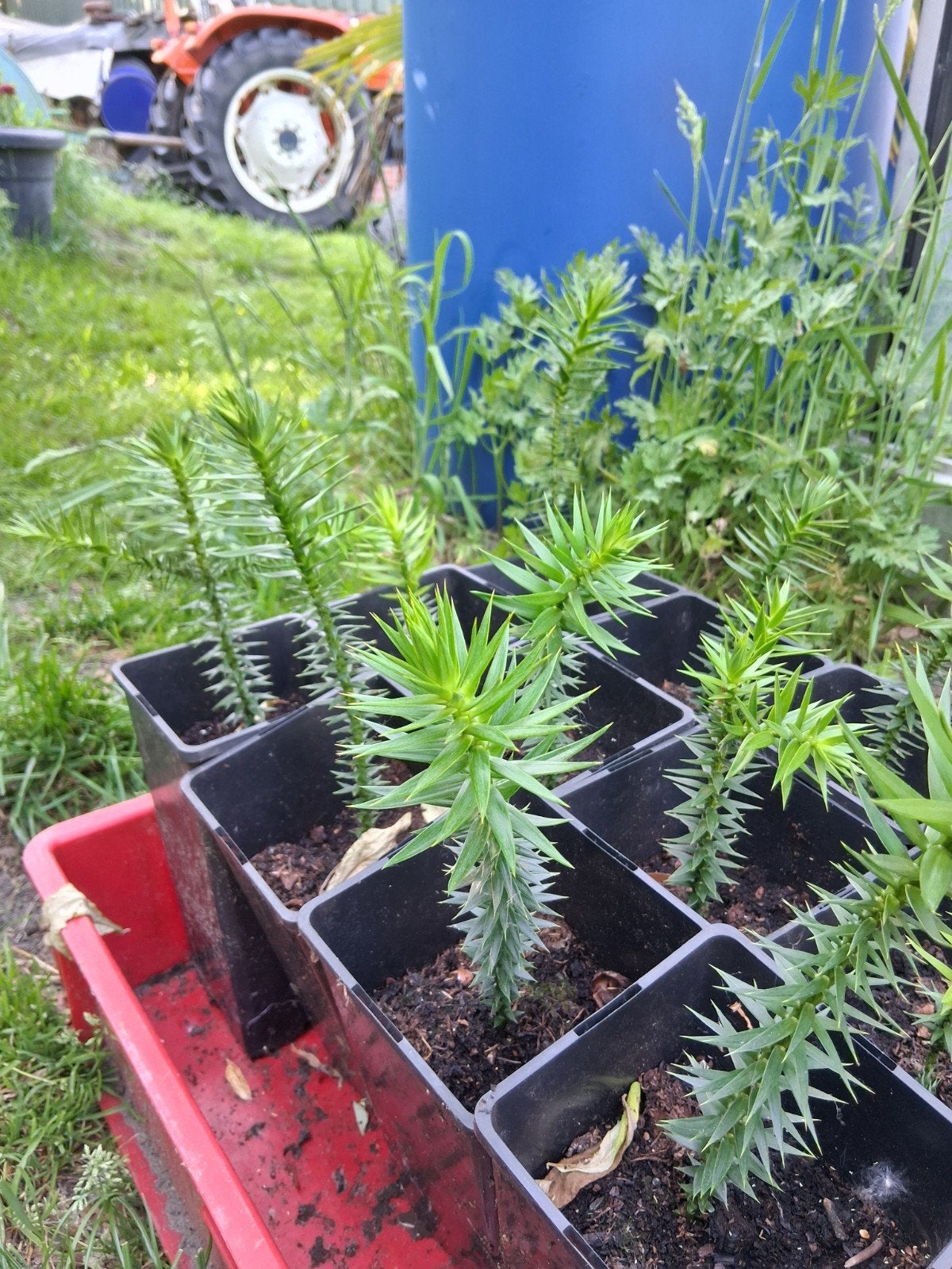 Araucaria araucana, apenboom slangenden, Ophalen, Overige soorten, Volle zon