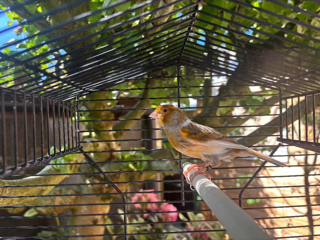 Harlekijn man, Dieren en Toebehoren, Vogels | Kanaries, Mannelijk, Kleurkanarie
