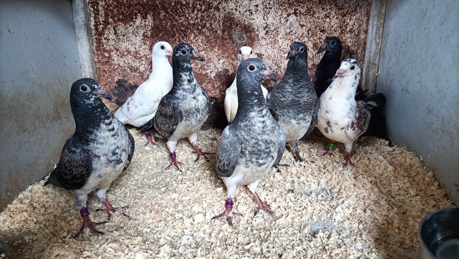 Mooie jonge kleur postduiven (piepers), Meerdere dieren, Overige soorten