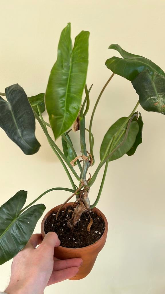 Philondendron Burble Marx + Pink princess (stek), Huis en Inrichting, Kamerplanten, Ophalen of Verzenden, Halfschaduw, Minder dan 100 cm