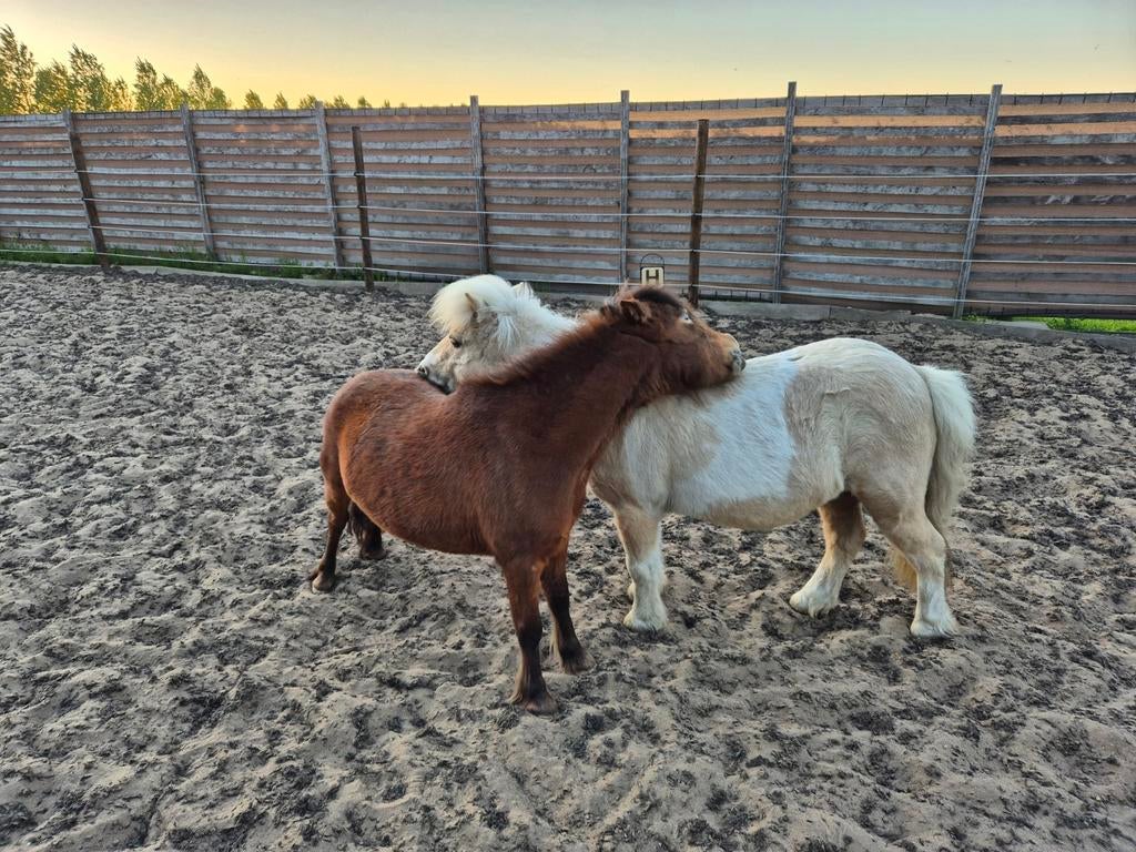 Plekken vrij op shetlander stalling, Dieren en Toebehoren, Stalling en Weidegang, Stalling, 2 of 3 paarden of pony's