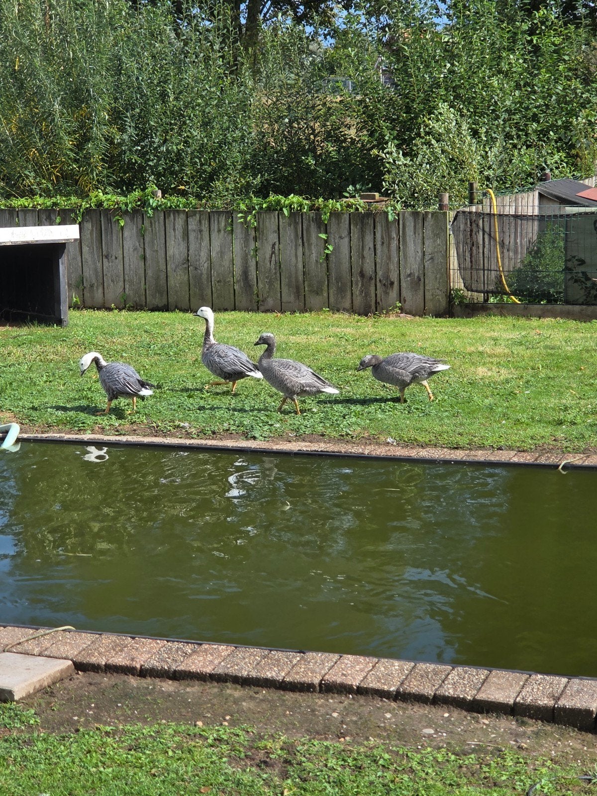 Keizerganzen, Dieren en Toebehoren, Pluimvee, Geslacht onbekend, Gans of Zwaan
