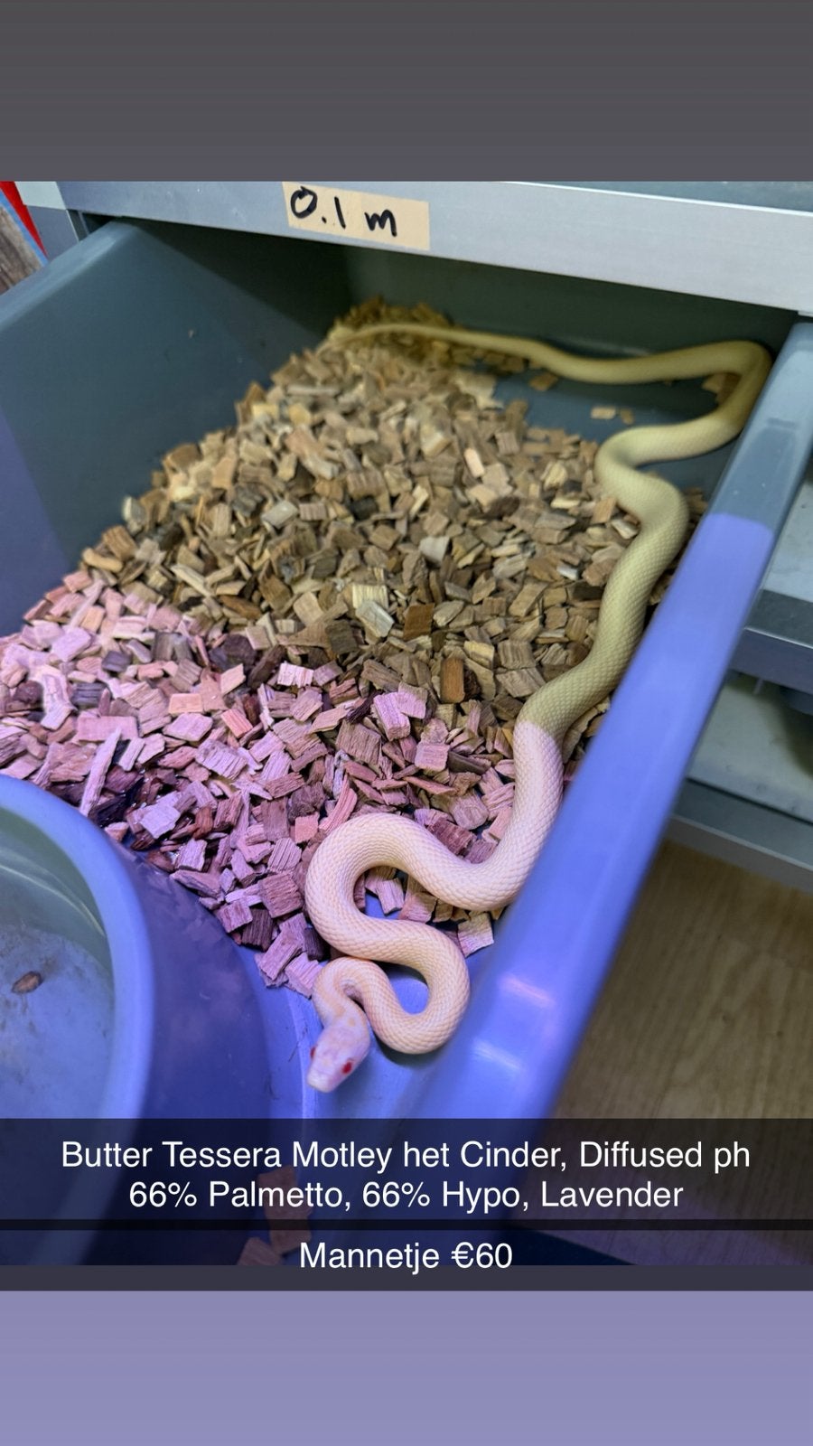 Rattenslangen (Hele leuke genen) (Spoed!) Rat Snake photo 7
