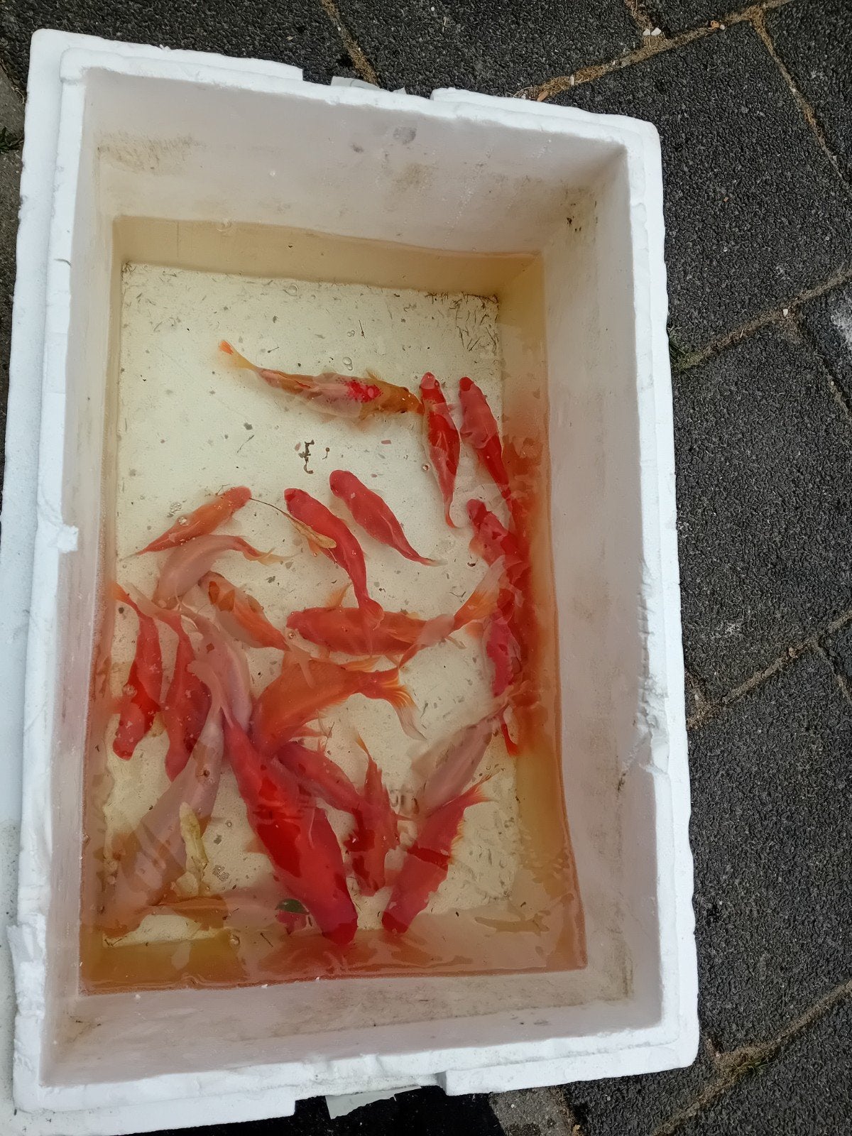 mooie grote Goudvissen, Dieren en Toebehoren, Vissen | Vijvervissen, Goudvis(sen)