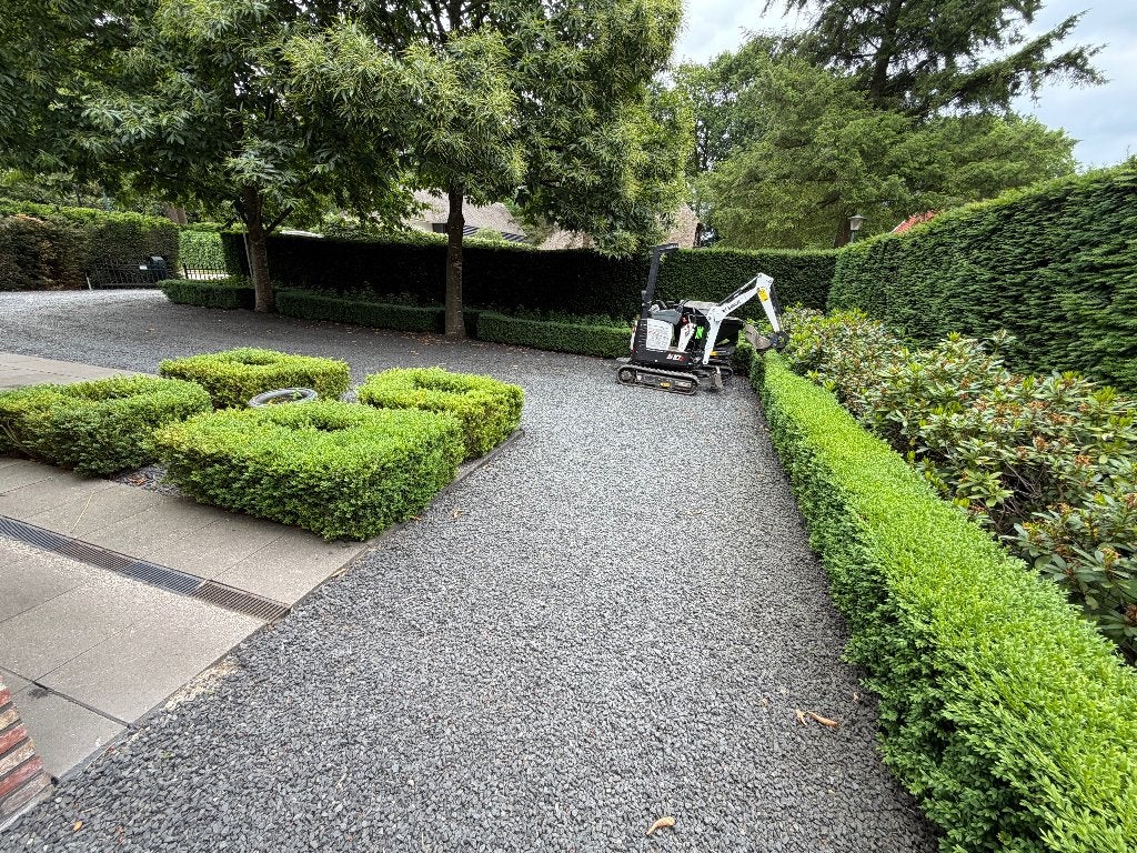 Buxus haag en bollen, Ophalen, Haag, Minder dan 100 cm, Buxus