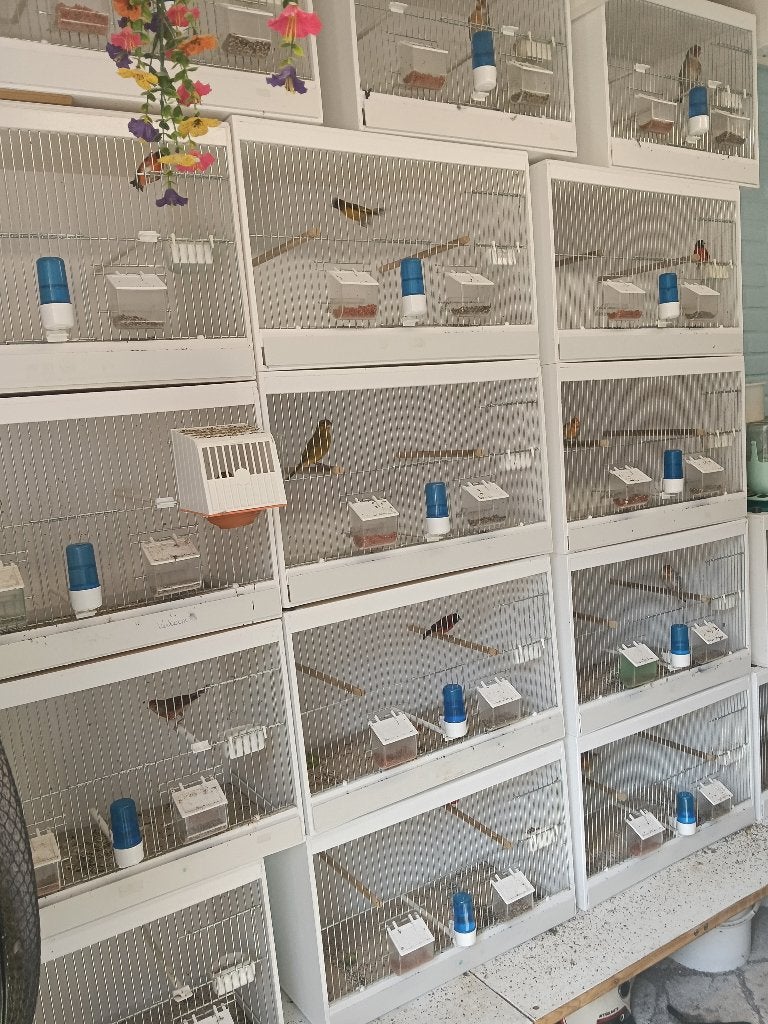 TKA broedkooien, Ophalen, Nieuw, Hout, Vogelkooi