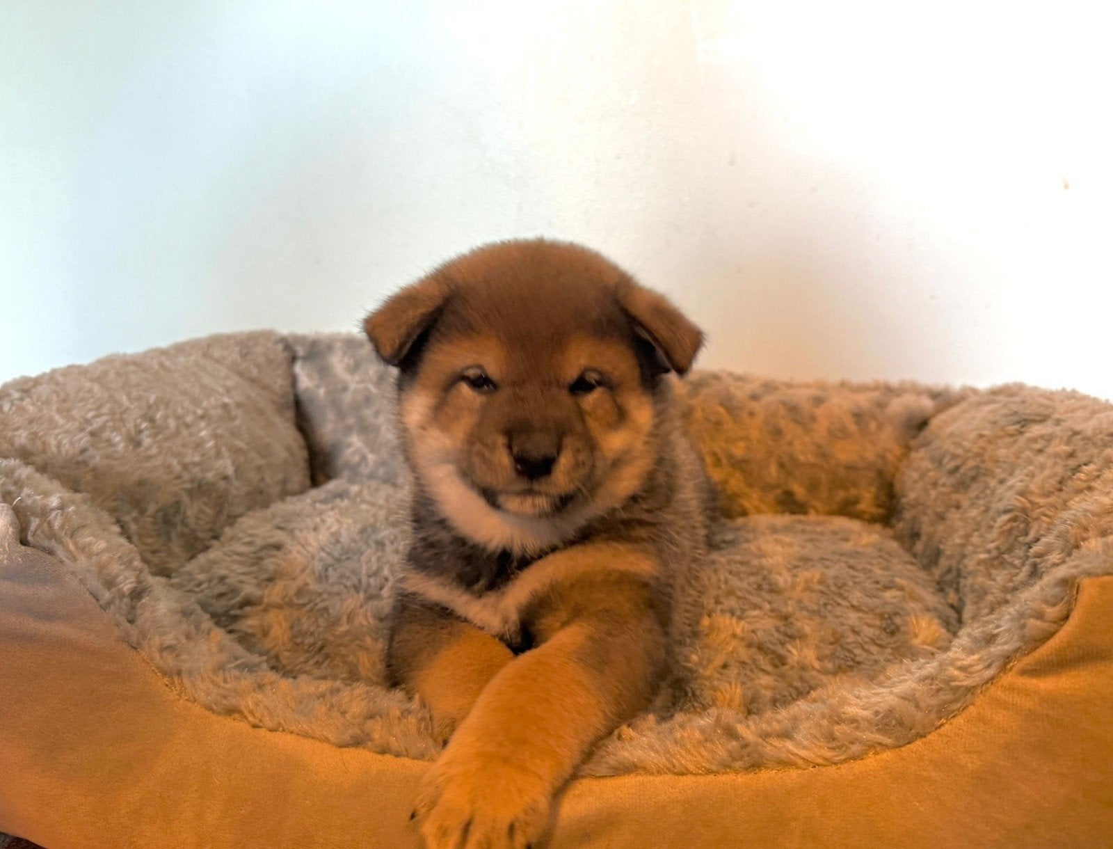 Shiba inu reu sesam - stamboom, België, Fokker | Hobbymatig, Reu, Eén hond