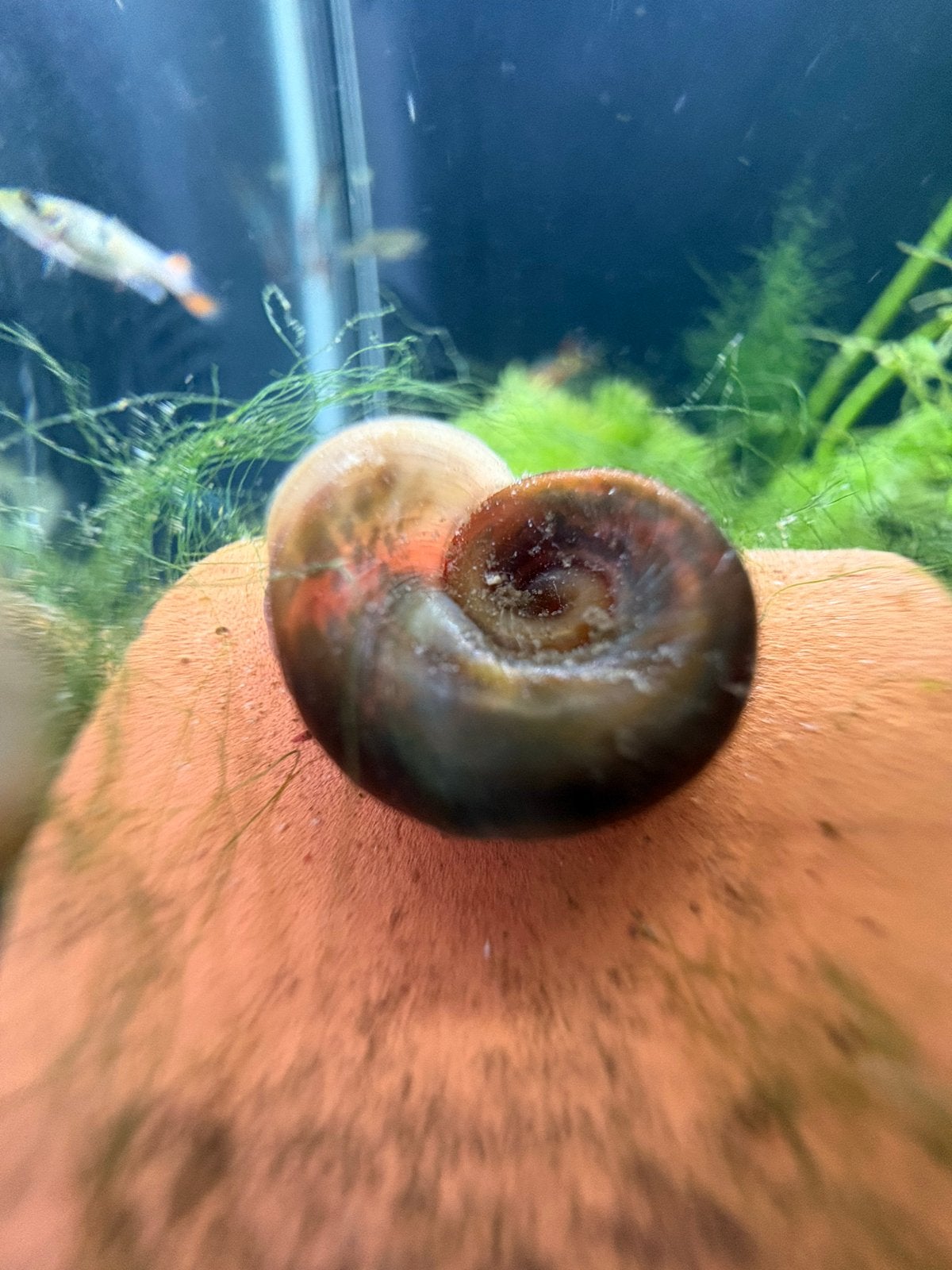 Aquariumslak, Dieren en Toebehoren, Vissen | Aquariumvissen, Slak of Weekdier