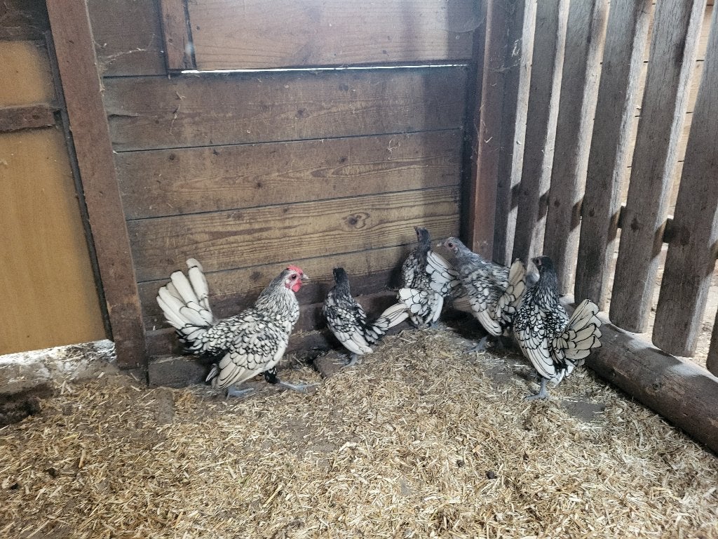 Trio Sebright kriel zilver, Dieren en Toebehoren, Vrouwelijk, Kip