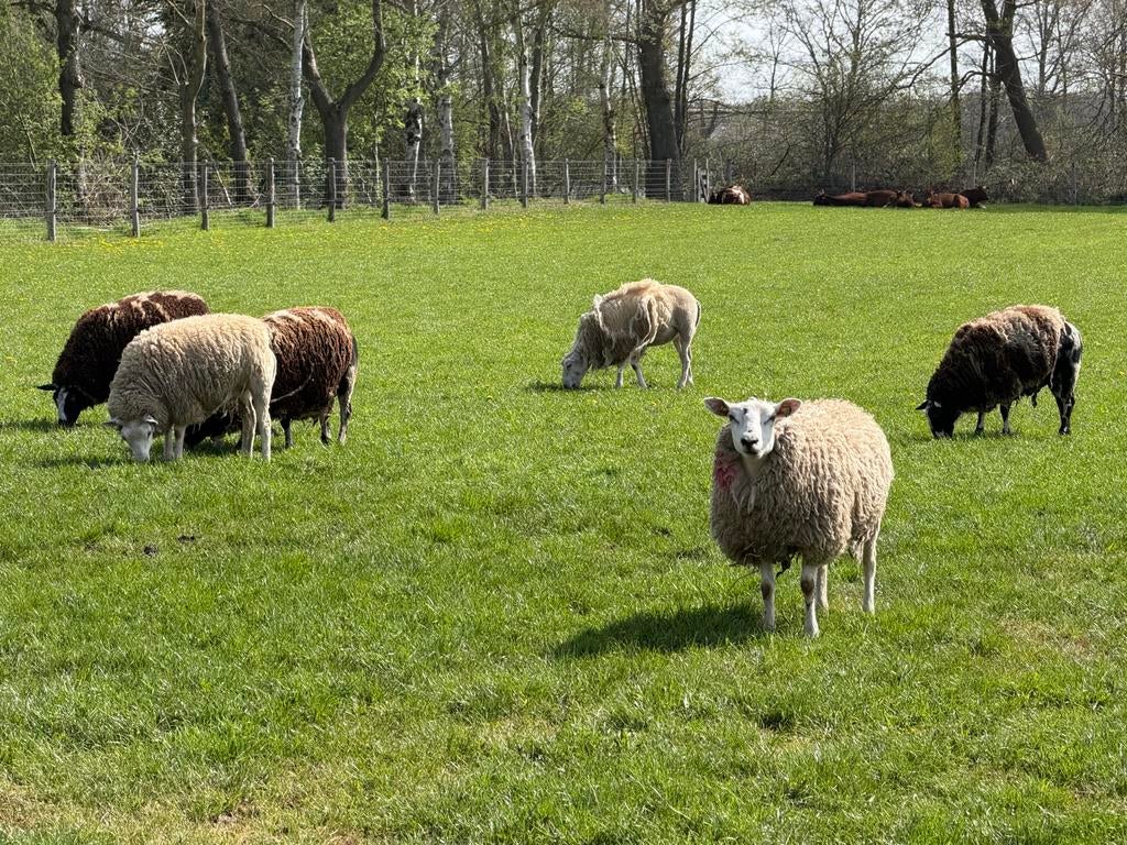 Swifter ooi, ooilam, schaap 3 stuks, Dieren en Toebehoren, Schapen, Geiten en Varkens, Vrouwelijk, Schaap