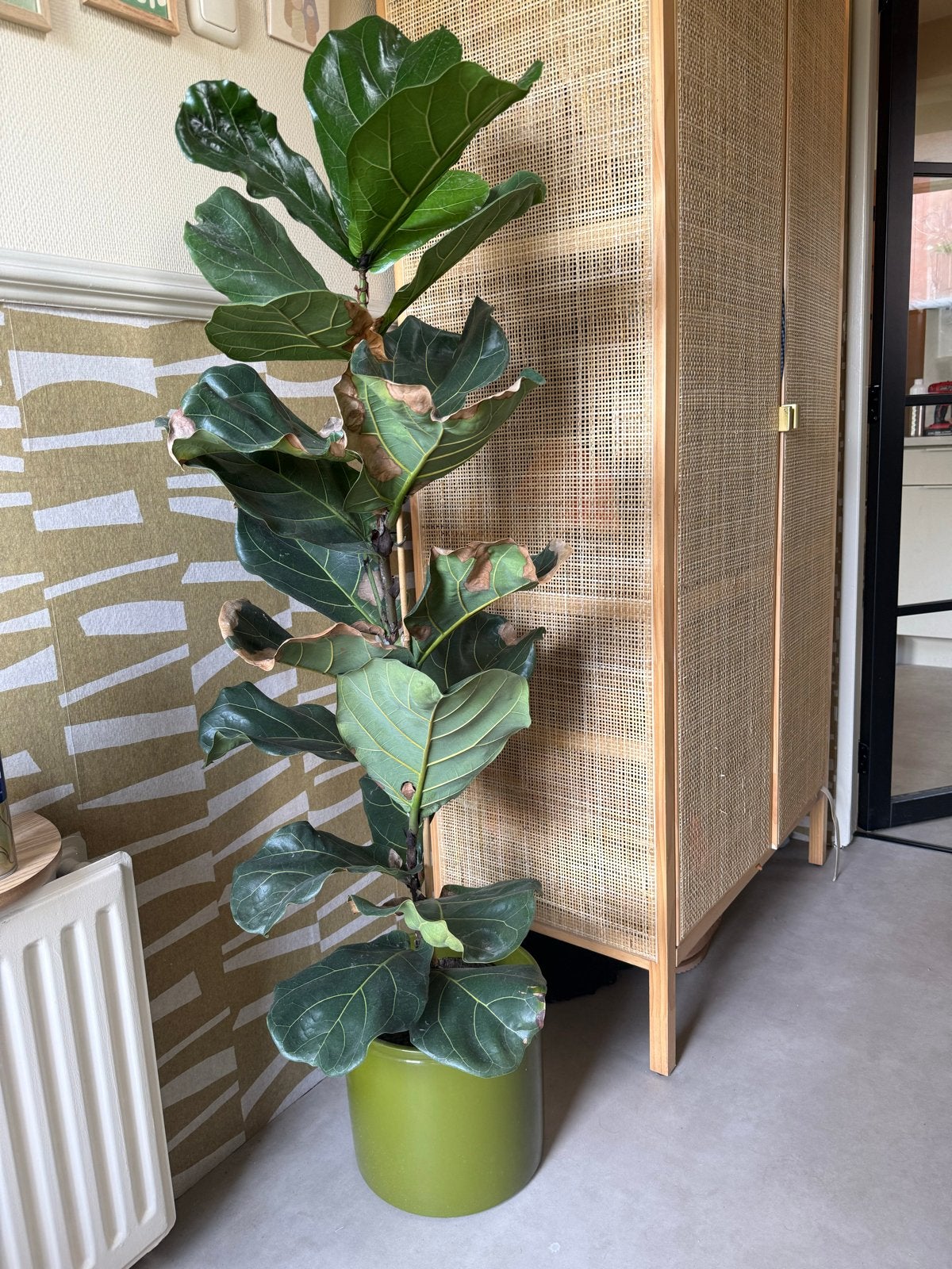 Ficus Lyrata (Tabaksplant) Zonder pot gezond, Vaste plant, Bloeit niet, Halfschaduw, Ophalen