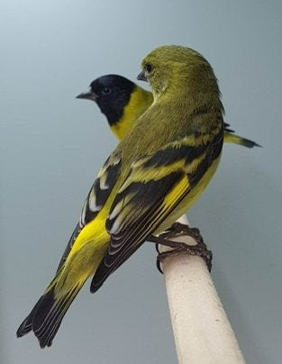 Zwartkopsijzen mannen / poppen, Dieren en Toebehoren, Vogels | Overige Vogels, Meerdere dieren, Geringd