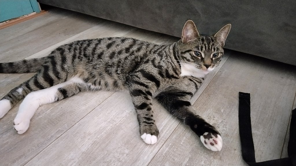 Prachtige cyperse kater – zoekt een rustig thuis, Kater, Kortharig, 0 tot 2 jaar