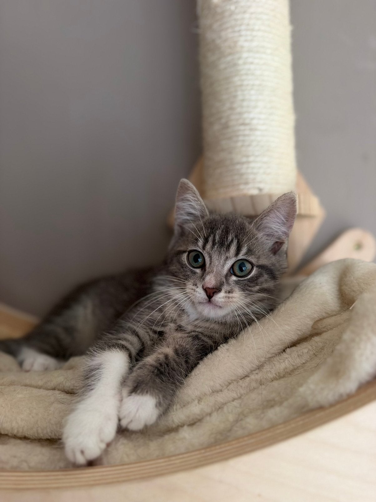 Mooie kitten grijs, Dieren en Toebehoren, Kater, Ontwormd, 0 tot 2 jaar